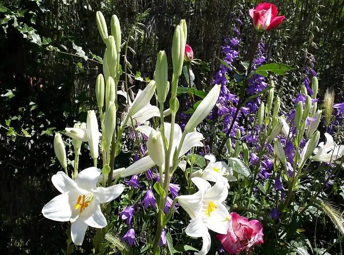 La Sereine Hébergement de vacances *